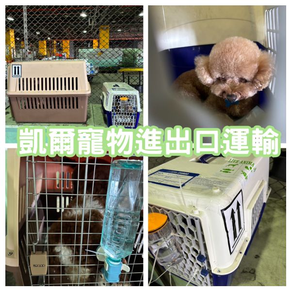 2023/10/06 『香港』小貴賓和巨型貴賓飛哥倆好陪主人定居香港囉~~~